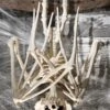 36'' Nocturnal Bat Skeleton -Halloween Costumes 36 nocturnal bat skeleton