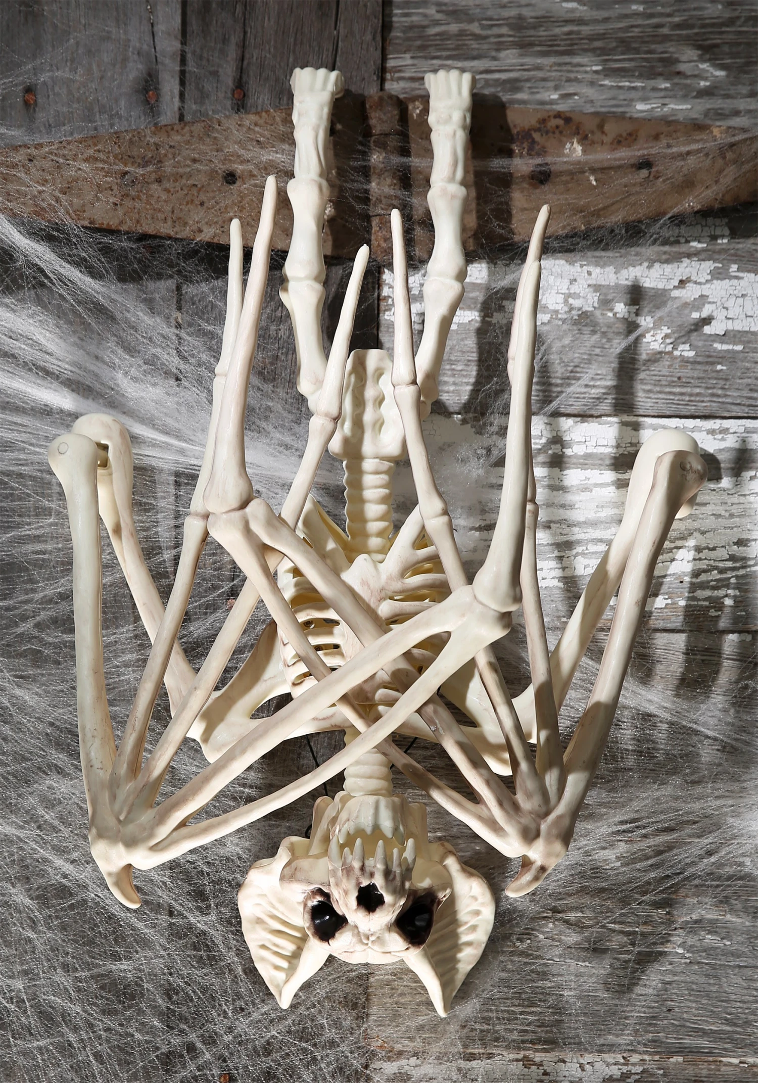36'' Nocturnal Bat Skeleton 3 36'' Nocturnal Bat Skeleton