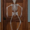 5FT Glow In The Dark Skeleton Prop Decoration 1 5FT Glow In The Dark Skeleton Prop Decoration -Halloween Costumes 5 glow in the dark skeleton