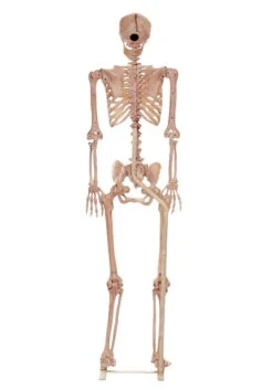 3.5FT Metal Stand For Life Size Human Skeleton Halloween Prop