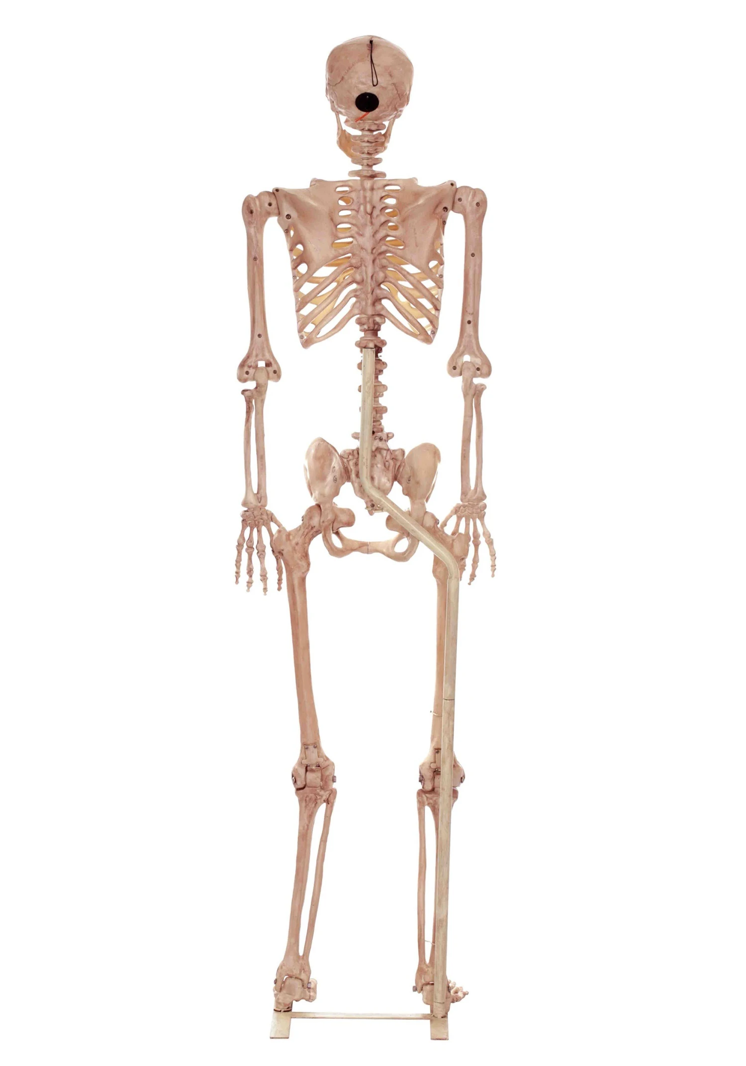 3.5FT Metal Stand For Life Size Human Skeleton Halloween Prop 3 3.5FT Metal Stand For Life Size Human Skeleton Halloween Prop