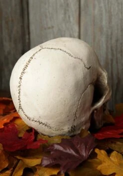 Deluxe Realistic Skull Prop -Halloween Costumes realistic deluxe skull prop alt 2