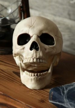Skull With Movable Jaw