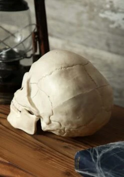 Skull With Movable Jaw 8 Skull With Movable Jaw -Halloween Costumes skull with movable jaw alt 2